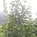 고령농장 이미지