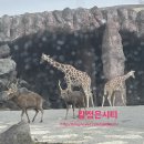 하이렌트카 | 후쿠오카여행 유후인 아프리칸사파리 비오는날 렌트카 후기