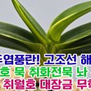 명품 두엽풍란! 고조선 해황환묵 옥금강호 묵 취화전묵 놔 신지놔 녹채보 홍녹보복륜 취월호 대장금 무학금 백결단엽 금오 자옥 그 외 이미지