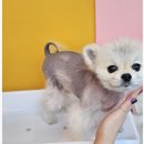 꽃피우개 이미지