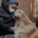 반려견 셀프미용 이미지