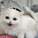 고양이 행복 쉼터 이미지