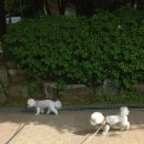 분당-29 이미지