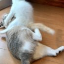 그루밍 스튜디오 이미지