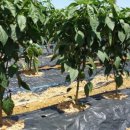 성운농장 이미지