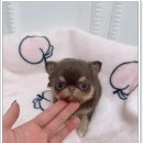 광주강아지분양 광주강아지분양 펫블리 애견 샵 만족스러운 후기