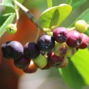 이봉은농장 이미지