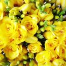 후리지아 이미지