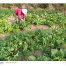 부실농장 이미지