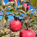 오시롬 농장 이미지