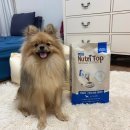 탑클래스 퍼피 이미지