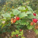 사하구-53 이미지