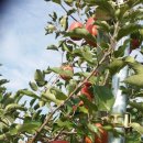 진영농장 이미지