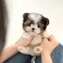 부산강아지분양 미유펫 이미지