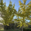 드림푸드 | 인천 드림파크 야생화단지 국화축제 10.27 방문후기 푸드코트