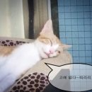 고래마니