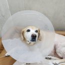 무진장축협동물병원 | 대구본메디컬 고관절수술한 호순이 입원+피검사 + 수술후 퇴원까지