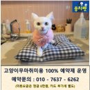 뭉치펫 이미지