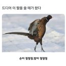 온니산오징어 | 계란한판 잘가고~ 써리원 어서와ʕっ•ᴥ•ʔっ