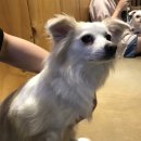 DOGZONE 네이버블로그