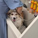 도도하개 이미지