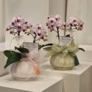 자상농장 | 부산 동래 상견례 호접란 선물,수야난원 배송부터 테이블 세팅 완벽 후기