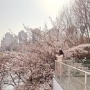 송파나루(문화실험공간 호수) | 잠실 석촌호수 실시간 벚꽃 상황 &amp; 축제 &amp; 포토존 (문화실험공간 호수)