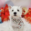 힐스타운 동물병원 이미지