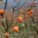 토담농장 이미지