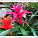 아나나스 이미지