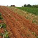 임성규농장 이미지