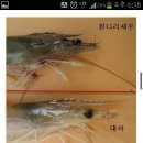 대하 & 흰다리새우 구별법 초간단방법 이미지