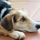 운정호수동물메디칼센터 이미지