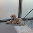 #the예쁘개 이미지