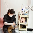 미용하냥 | 화성 봉담 고양이미용은 미용하냥