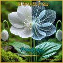 윤리플라워 이미지