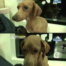 안녕 멍멍아 이미지