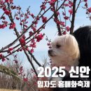 2025 신안 임자도 홍매화축제 다녀온 후기 feat. 애견동반