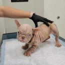 핑크강아지 이미지