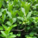 작약꽃펜션 이미지