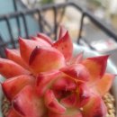 동운슈퍼 이미지