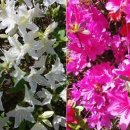 세종전의농협주유소 이미지