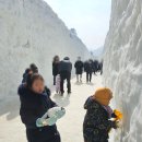 칠갑산 목장 | 대관령 눈꽃축제 추천: 따뜻해진 날씨에도 눈썰매, 조각얼음 감상 가능