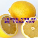 11월12일의 탄생화 "레몬(Lemon/운향과)" 이미지