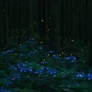 반딧불이 이미지