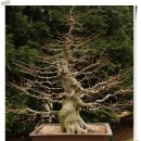 느티나무 & 자연석(한림공원, 분재예술원) 이미지