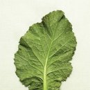 쌈이랑고기랑 이미지