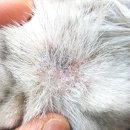 죽전예담동물병원 이미지