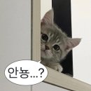 라와마라탕 - 청주시 상당구 월평로210번길 17 | [강남] 상해에서 맛본 그 맛 그대로! '라와마라탕' 마라반 후기 :: 새콤한 감칠맛에 중독
