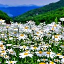 데이데이 이미지